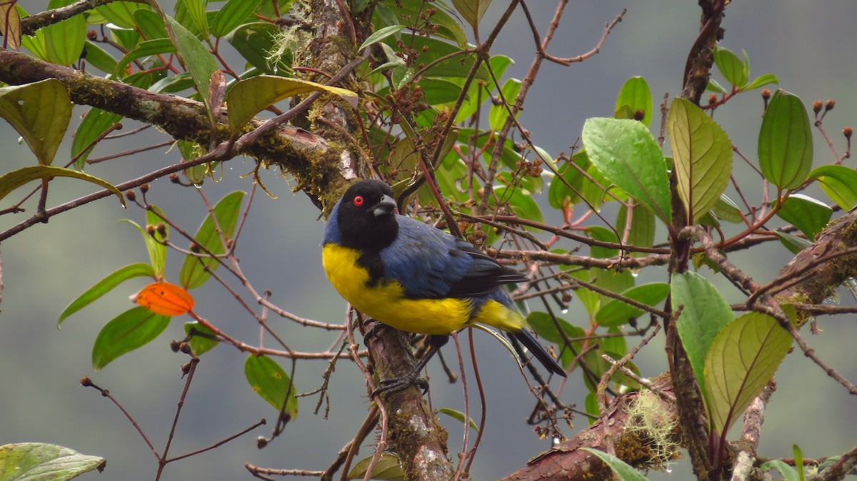 Hooded Mountain Tanager - ML66156421