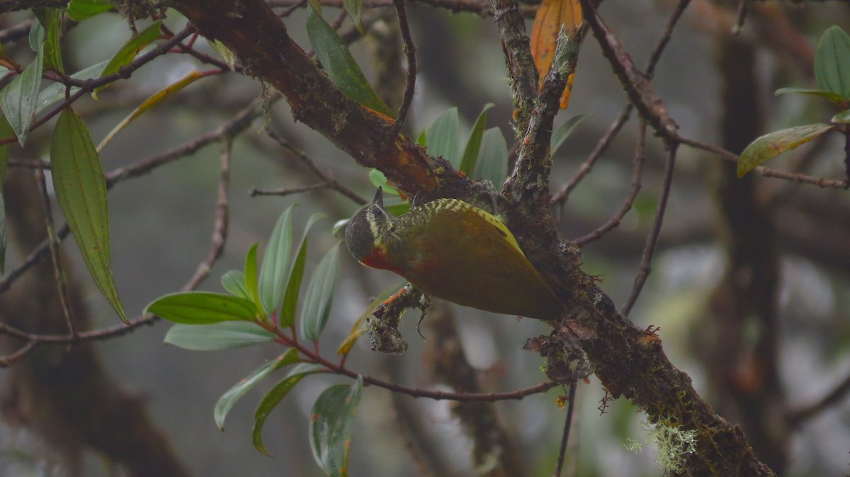Yellow-vented Woodpecker - ML66156451