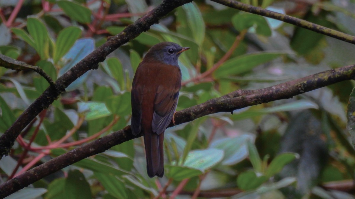 Andean Solitaire - ML66157031