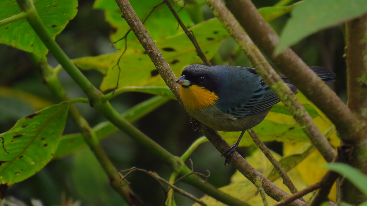 Yellow-throated Tanager - ML66157791