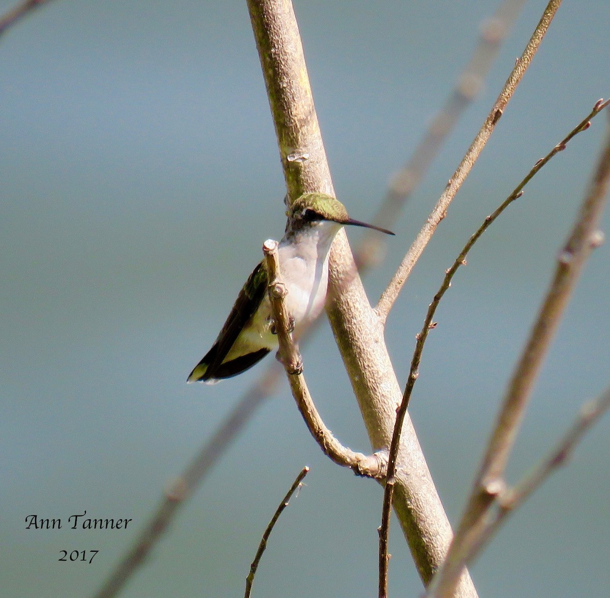 Ruby-throated Hummingbird - Ann Tanner