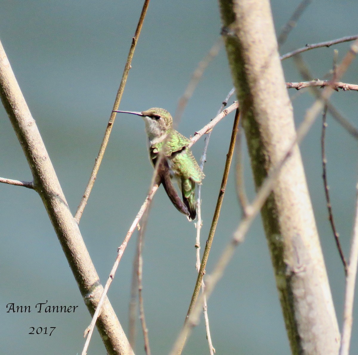 Ruby-throated Hummingbird - ML66158161
