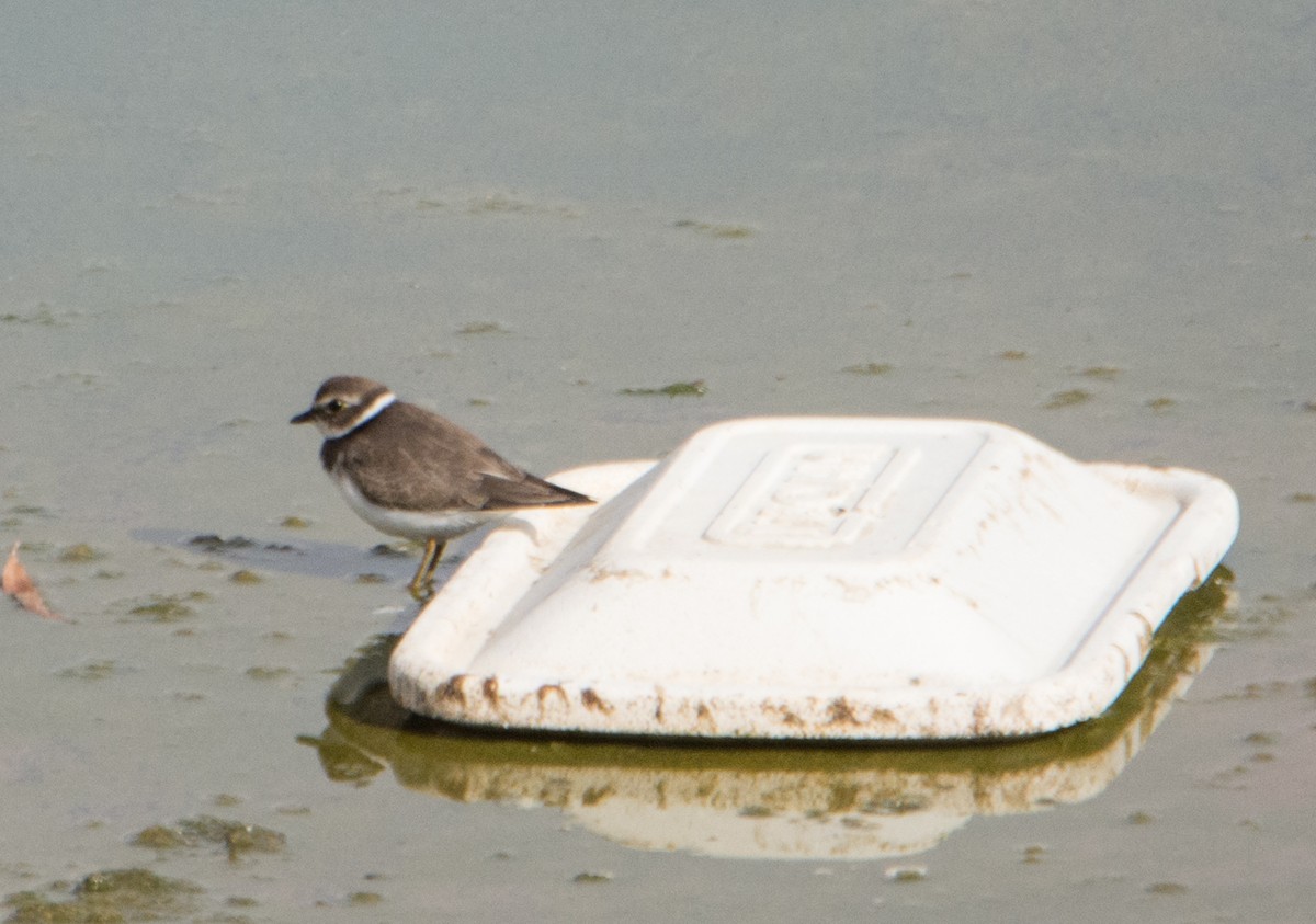 Semipalmated Plover - ML66158741