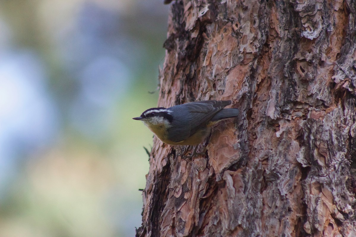 Red-breasted Nuthatch - Andrew Jacobson