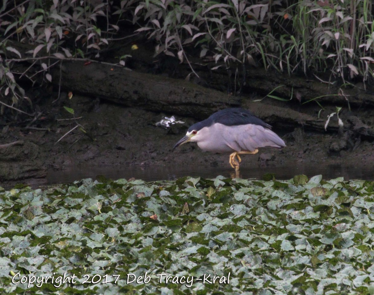 Black-crowned Night Heron - ML66158911