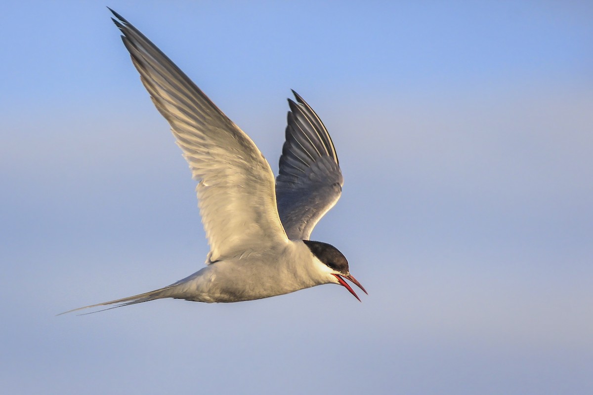 Arctic Tern - Matthew Pendleton