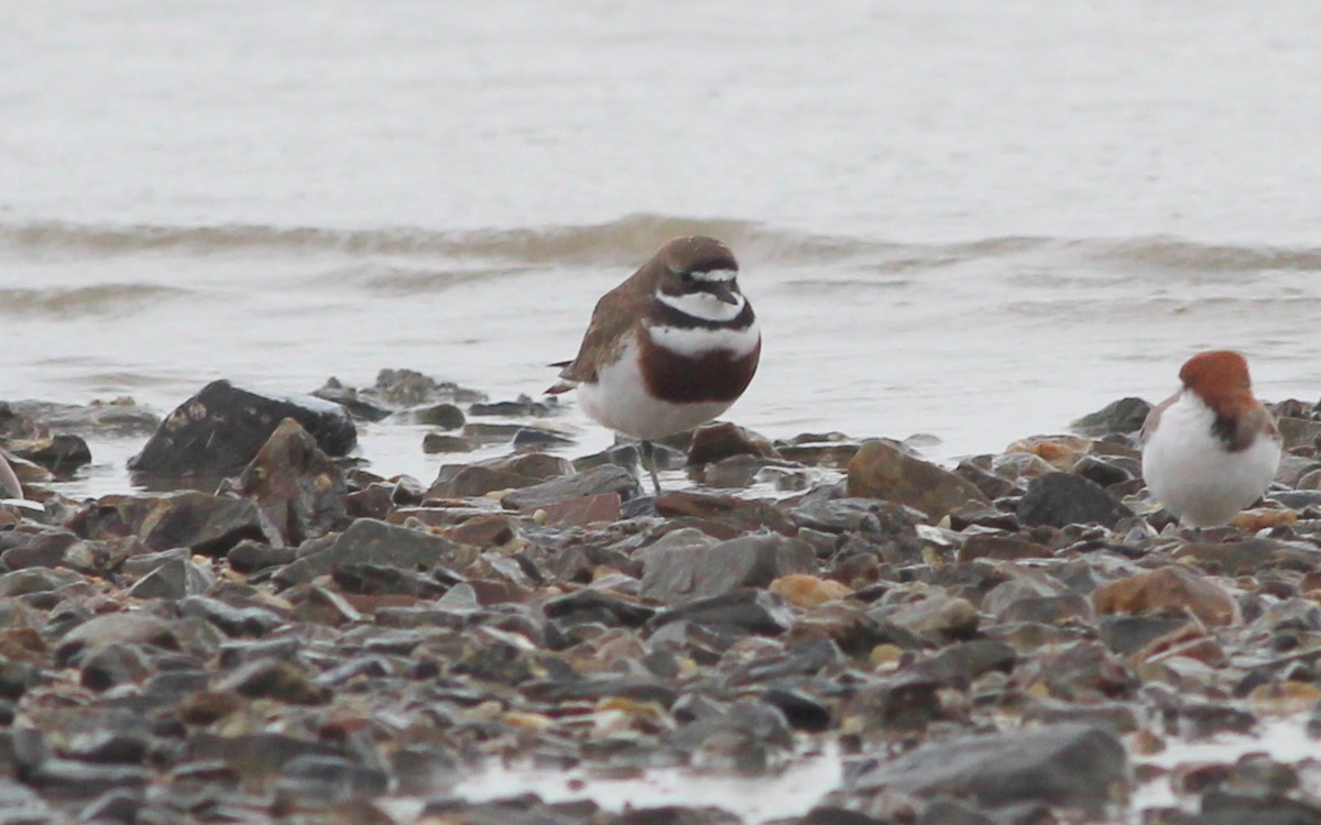 Double-banded Plover - Gary Leavens