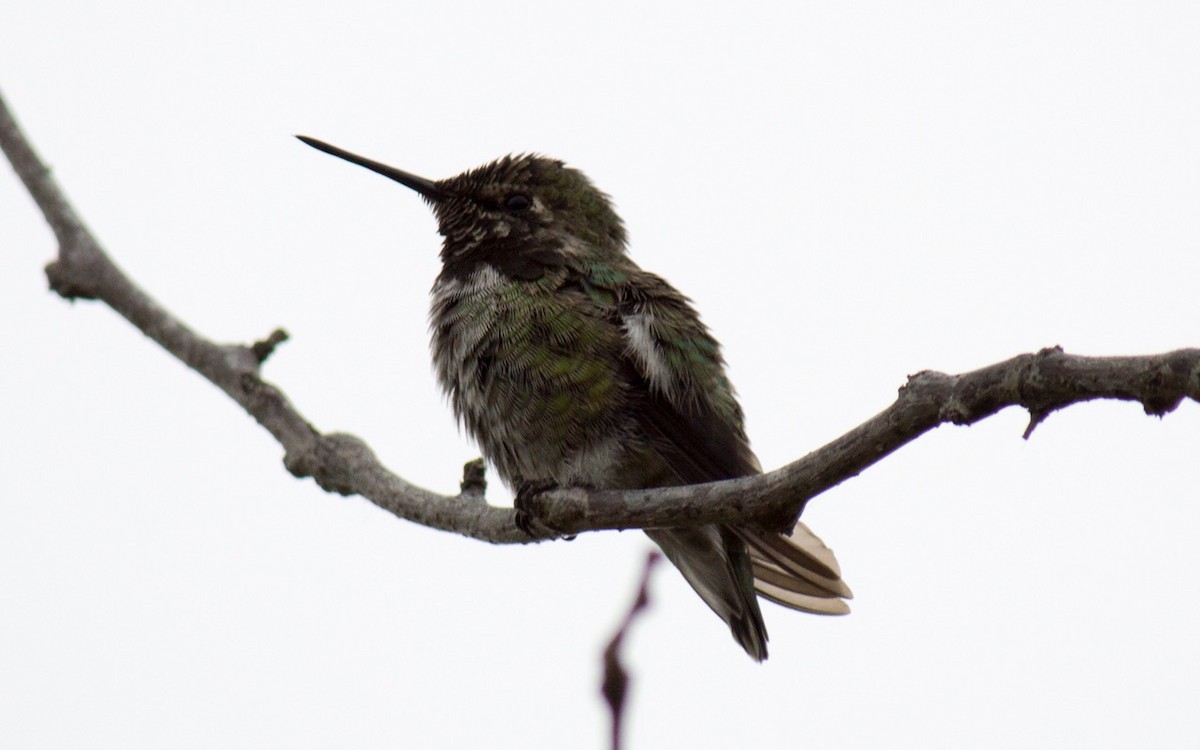 Anna's Hummingbird - ML66164891