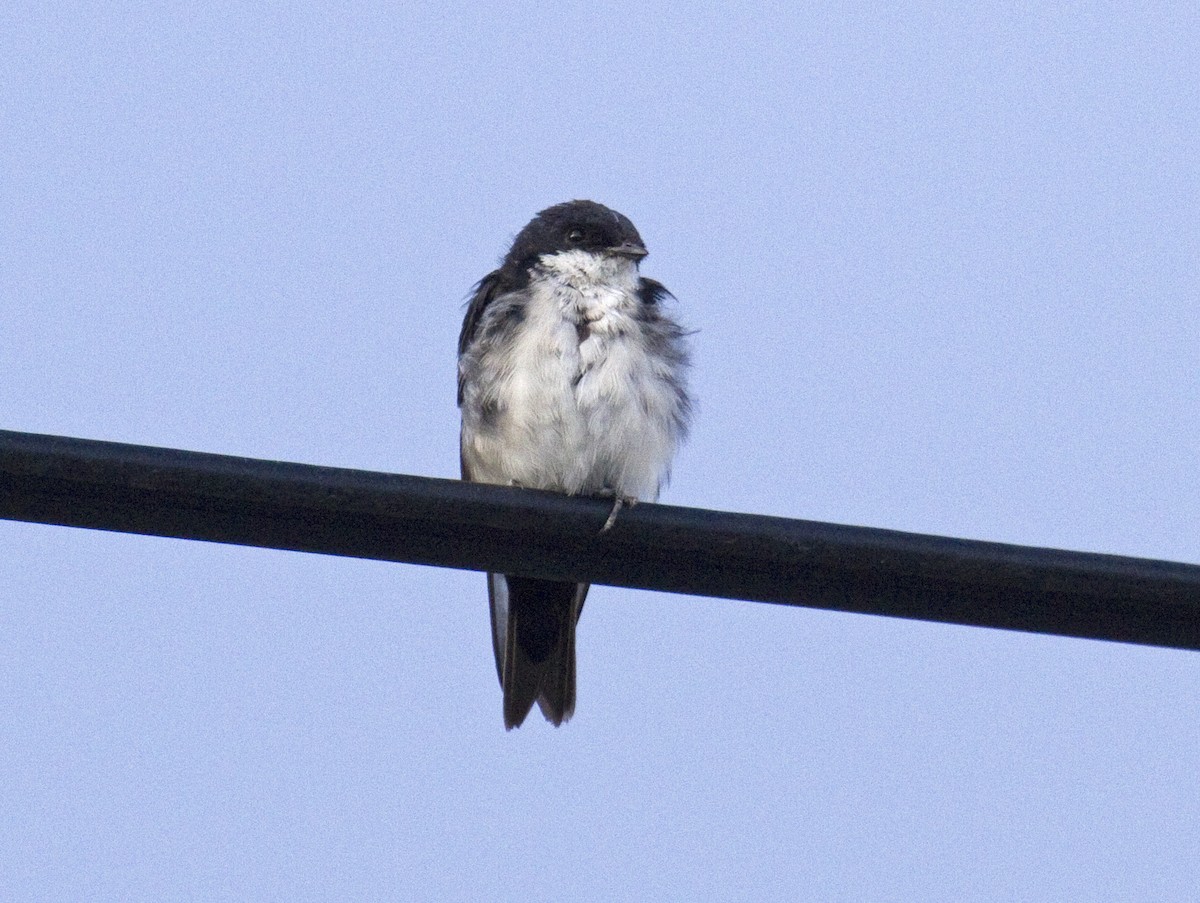 Blue-and-white Swallow - Heather Wolf