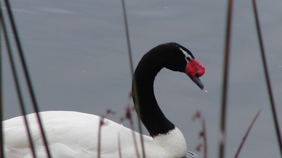 Black-necked Swan - ML66165581
