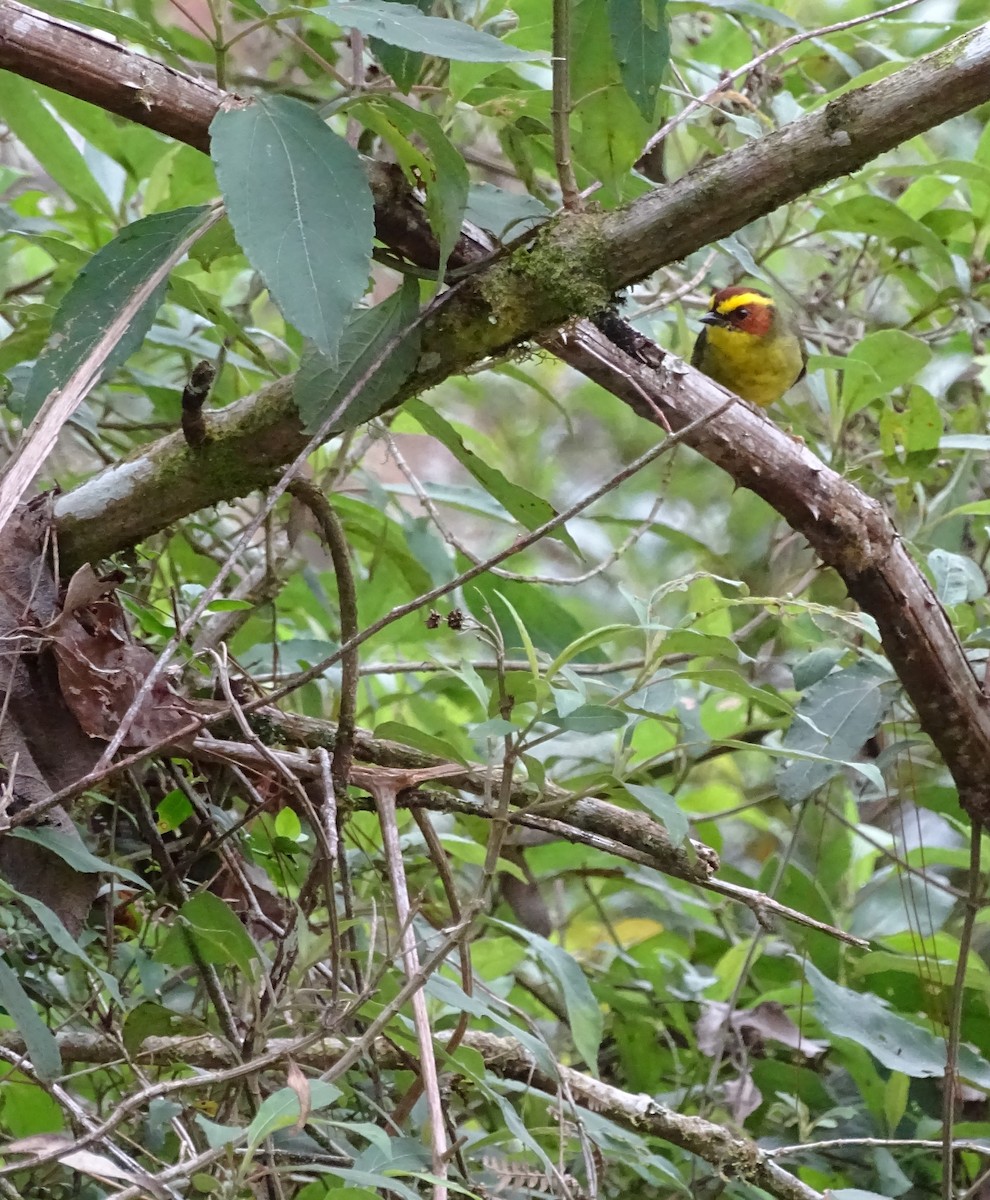 Golden-browed Warbler - Alfonso Auerbach