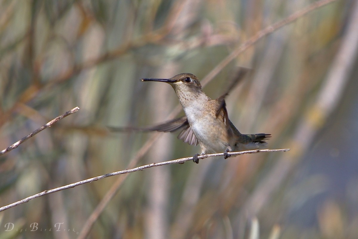 Black-chinned Hummingbird - ML66169161
