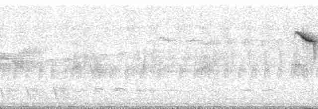 White-browed Spinetail (cinereiventris) - ML66172