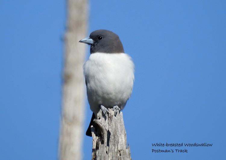 White-breasted Woodswallow - Marie Tarrant