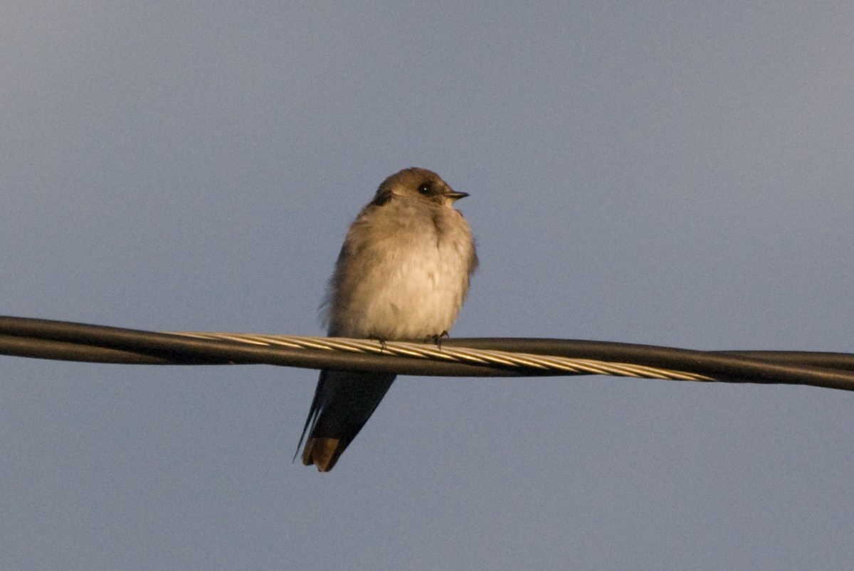 Northern Rough-winged Swallow - Robert Dobbs