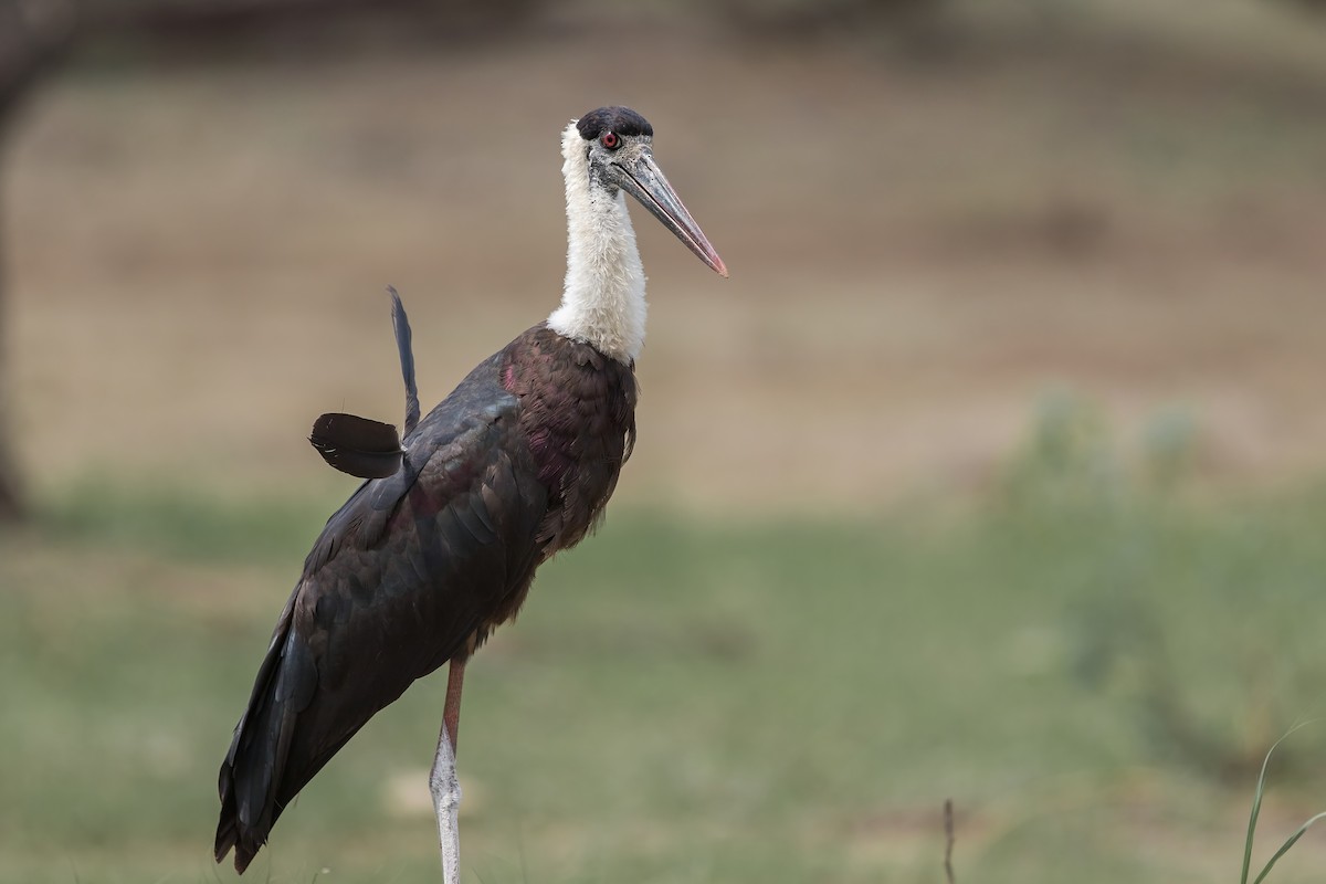 Asian Woolly-necked Stork - Amol Marathe
