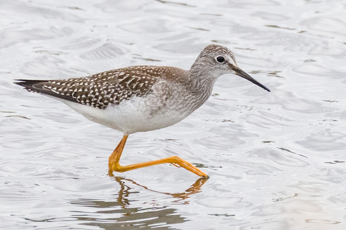 Lesser Yellowlegs - Kenny Younger