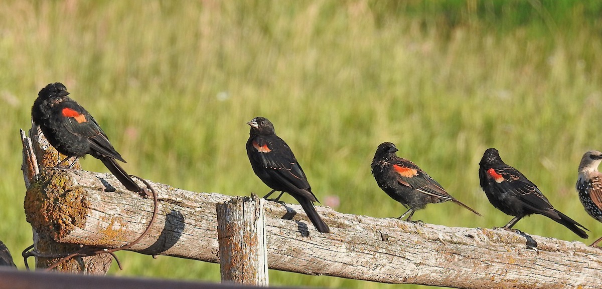 Red-winged Blackbird (Red-winged) - Lauri Taylor