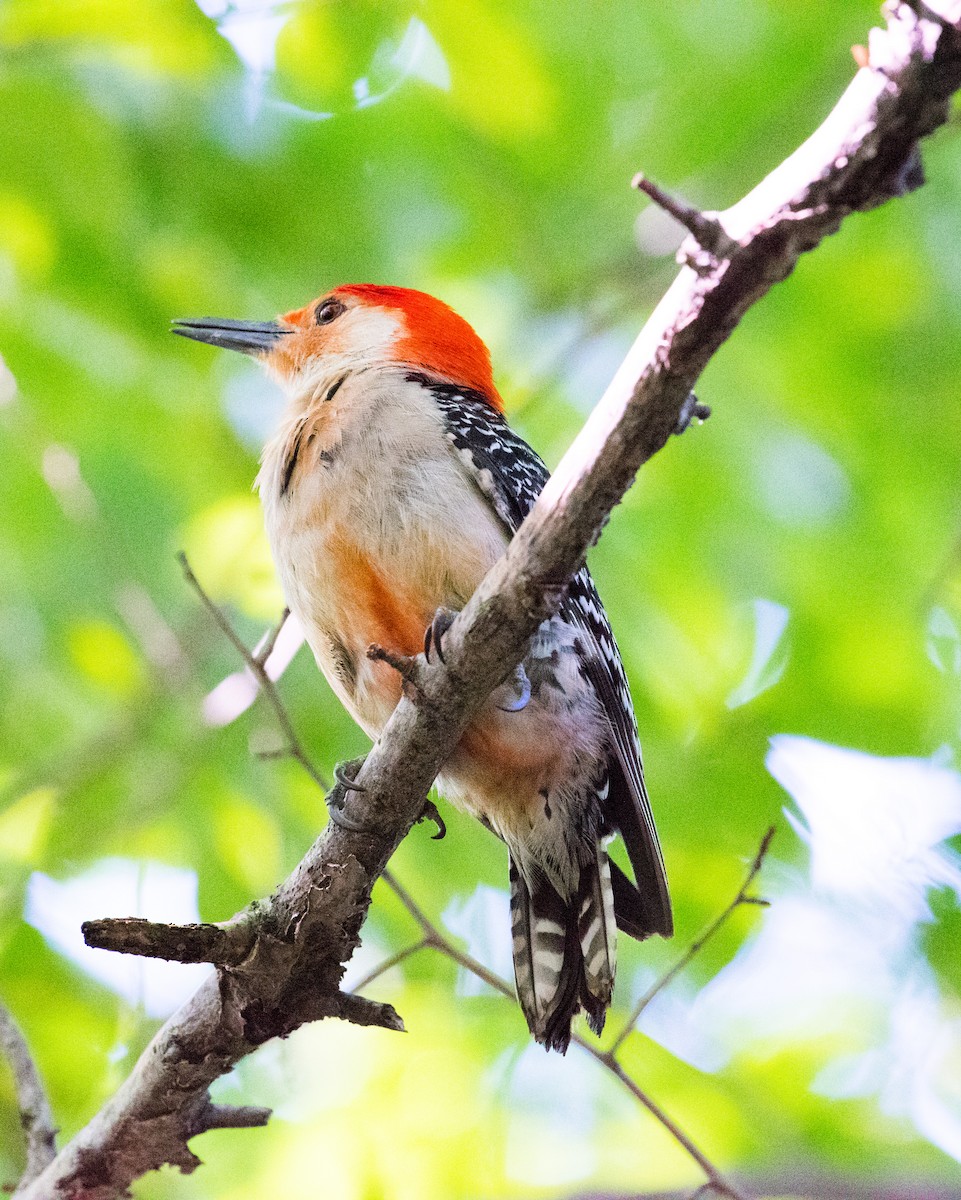Red-bellied Woodpecker - ML66185291