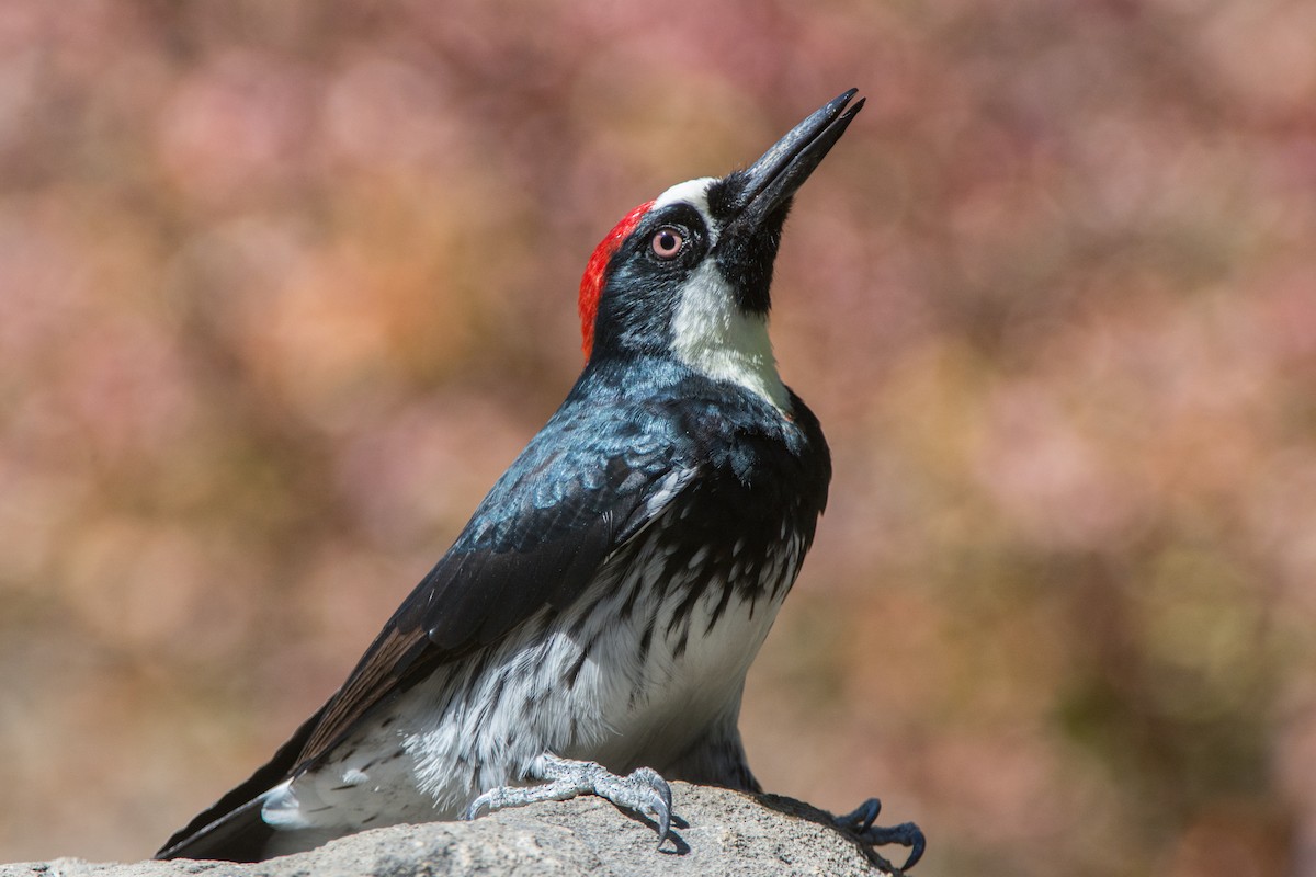 Acorn Woodpecker - Larry Jordan