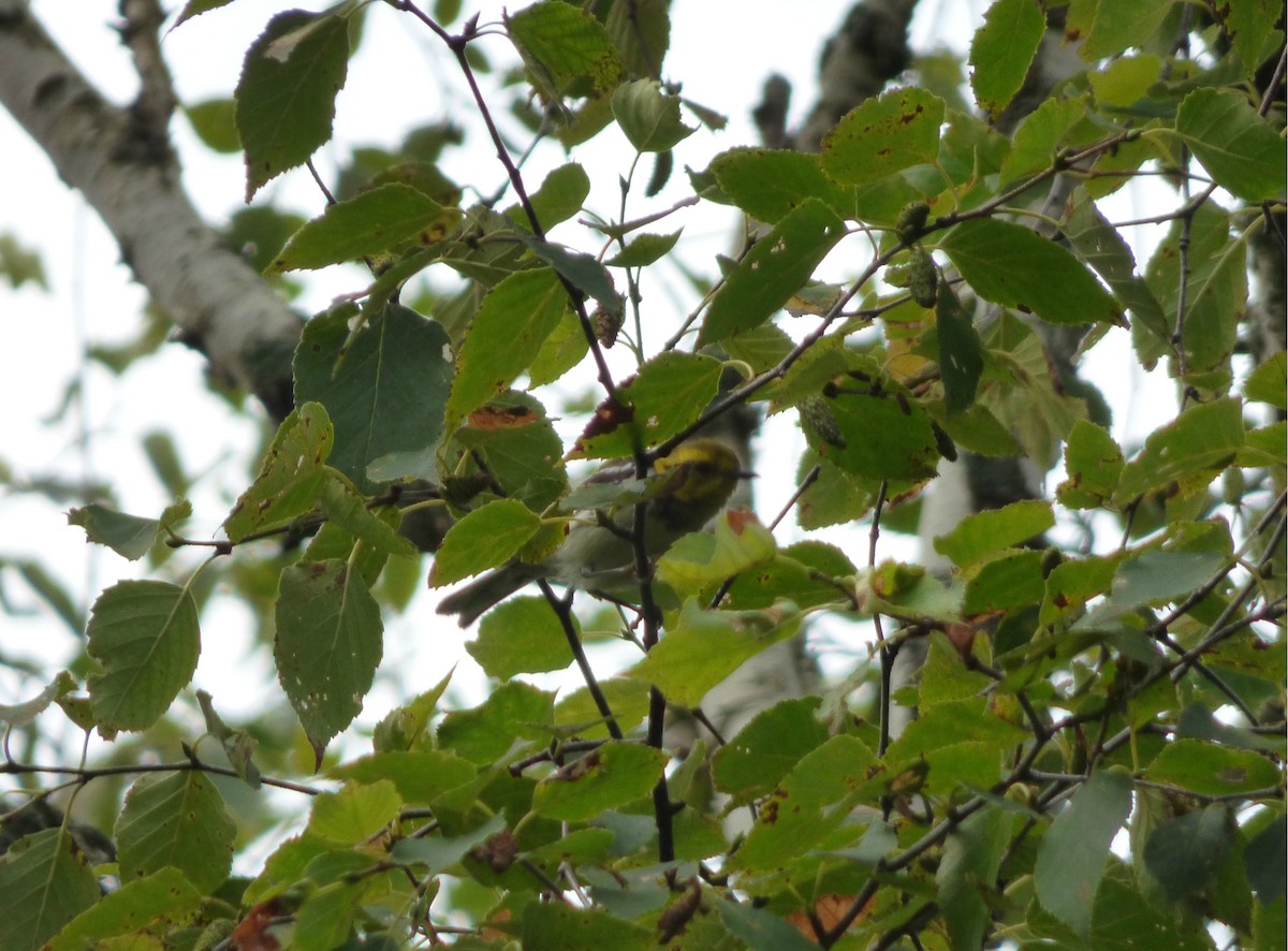 Black-throated Green Warbler - ML66188121