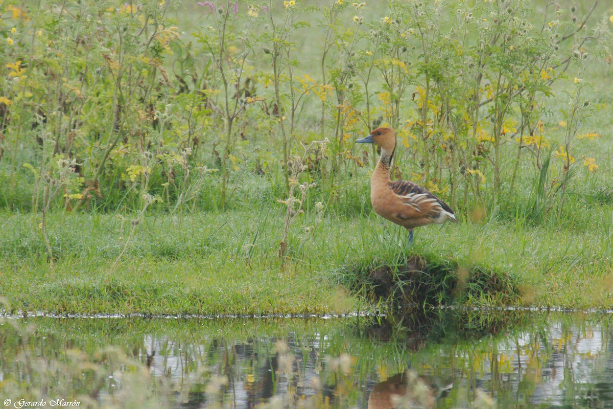 Fulvous Whistling-Duck - ML66190371