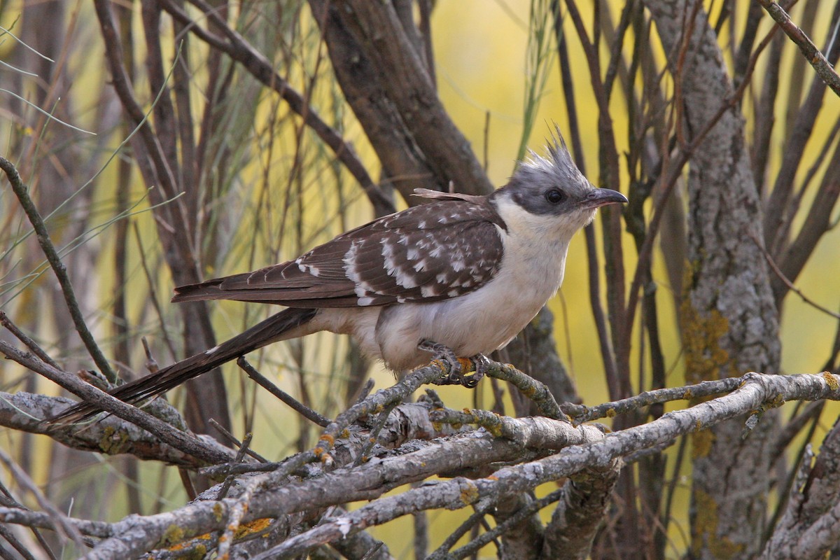 Great Spotted Cuckoo - ML66190391
