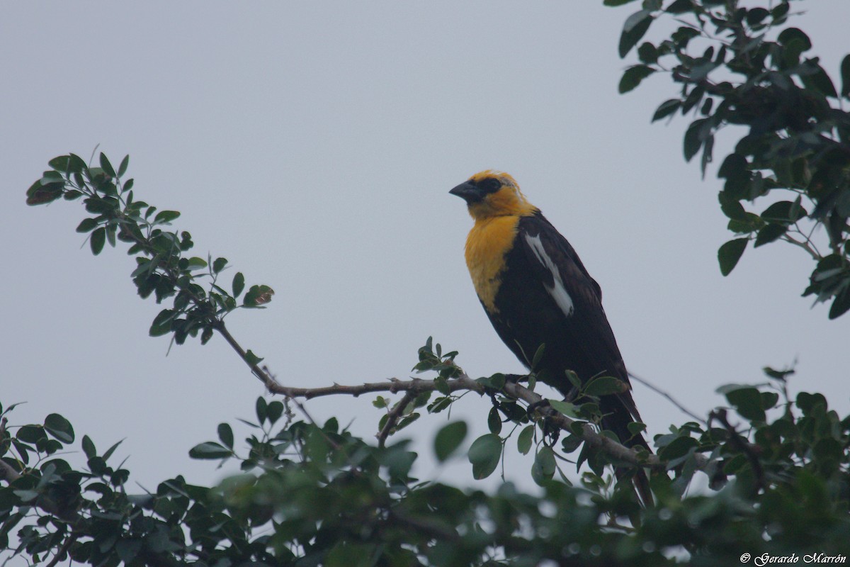 Yellow-headed Blackbird - Gerardo Marrón