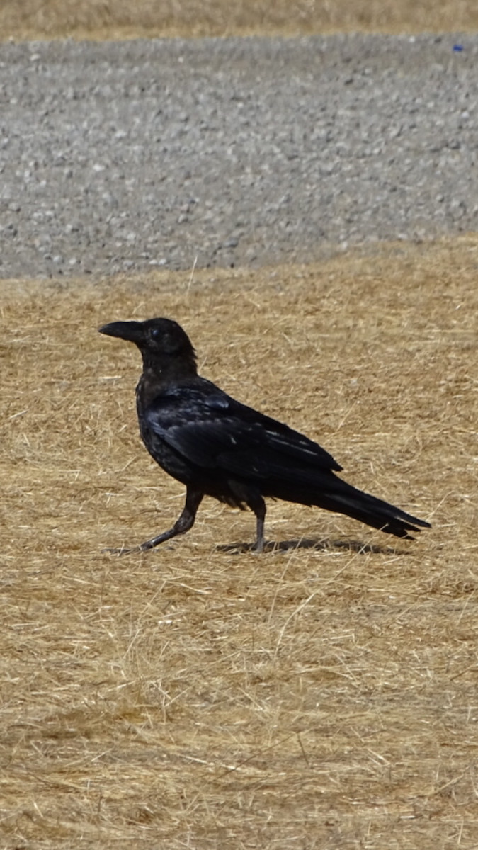 Common Raven - Bill Pelletier