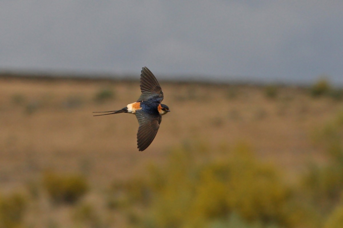 Red-rumped Swallow - ML66191621