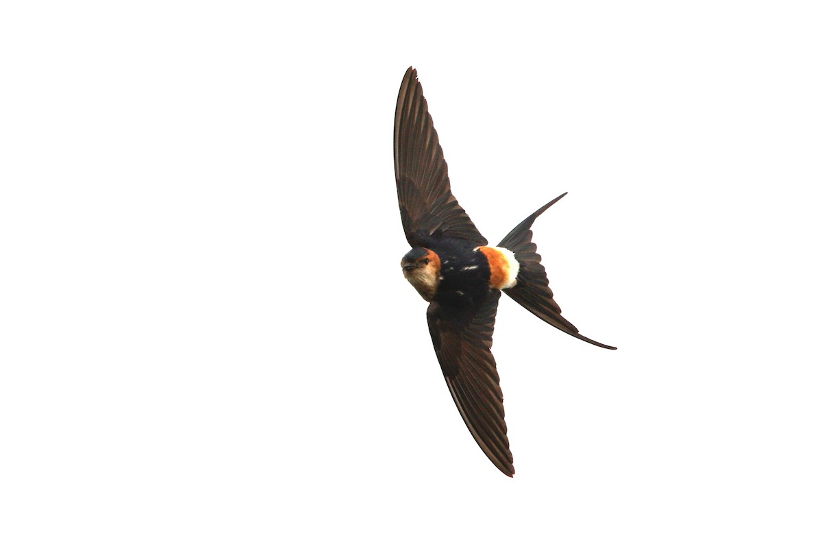 Red-rumped Swallow - ML66191631