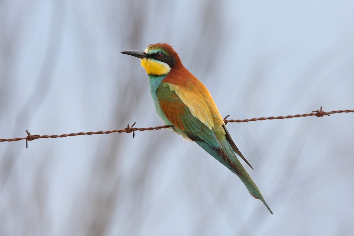 European Bee-eater - ML66191651