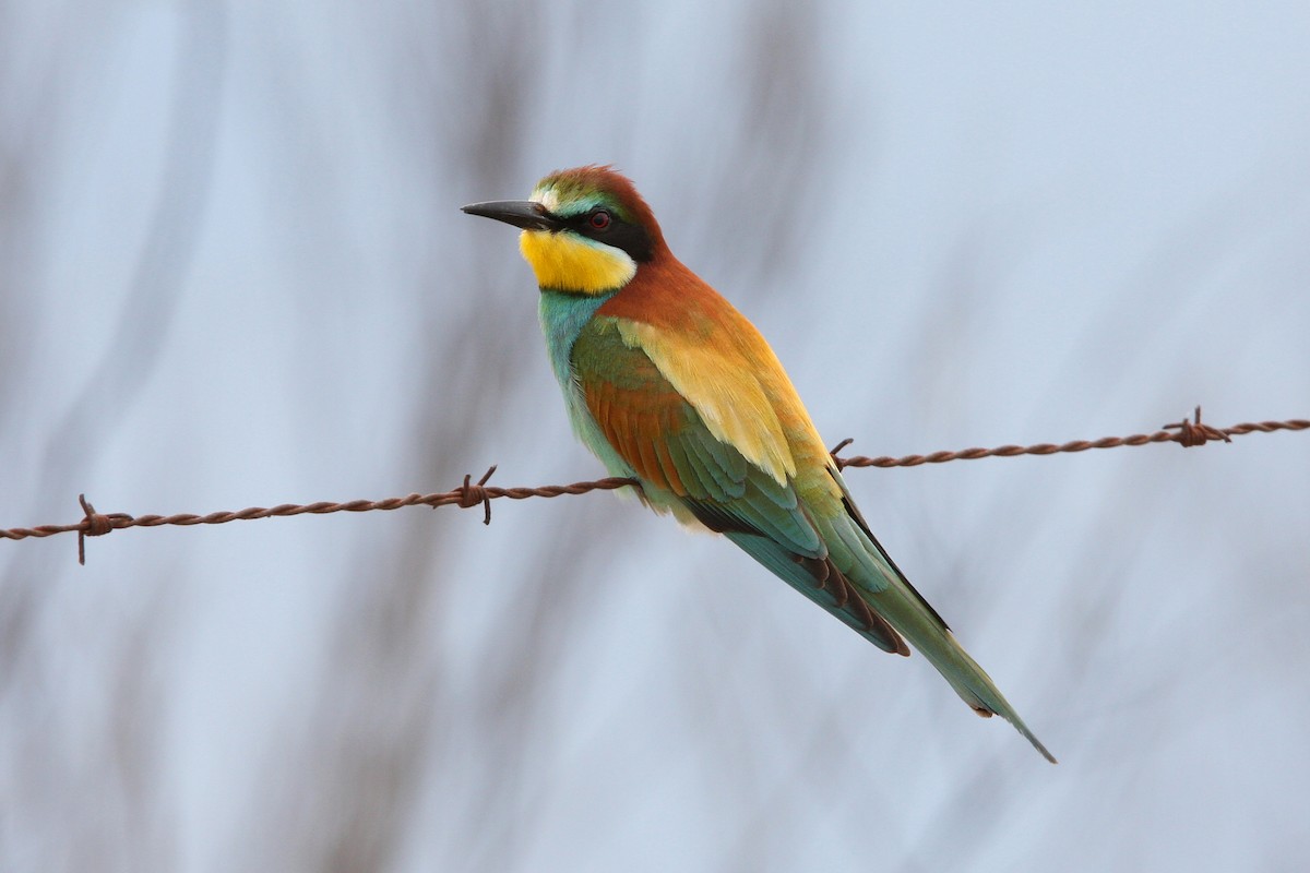 European Bee-eater - ML66191661
