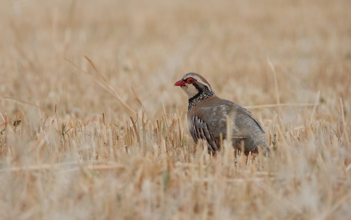 Red-legged Partridge - ML66191691