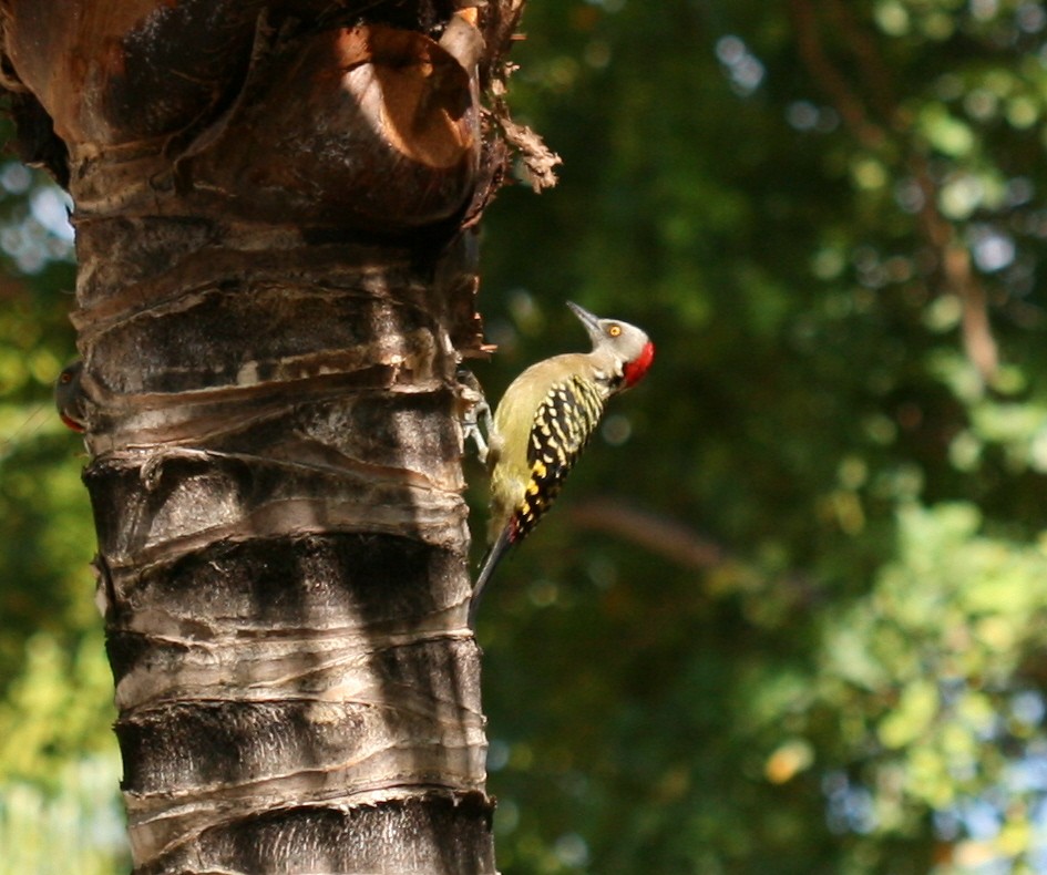 Hispaniolan Woodpecker - ML66192251
