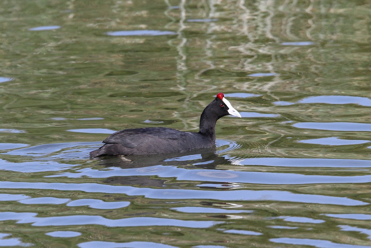 Red-knobbed Coot - ML66192441