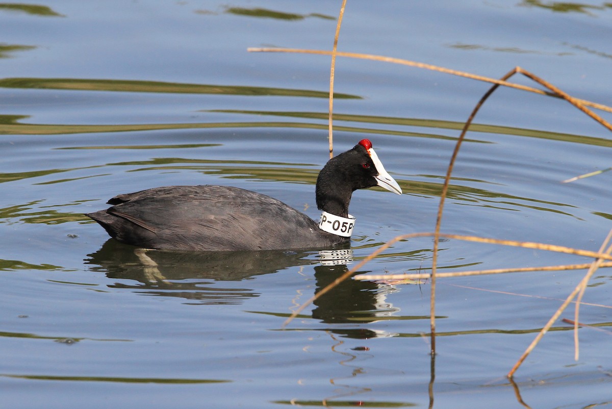 Red-knobbed Coot - ML66192461