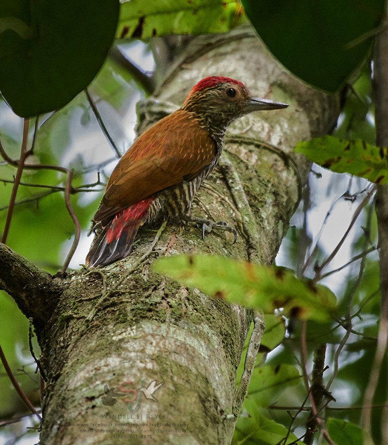 Red-rumped Woodpecker - ML66194921