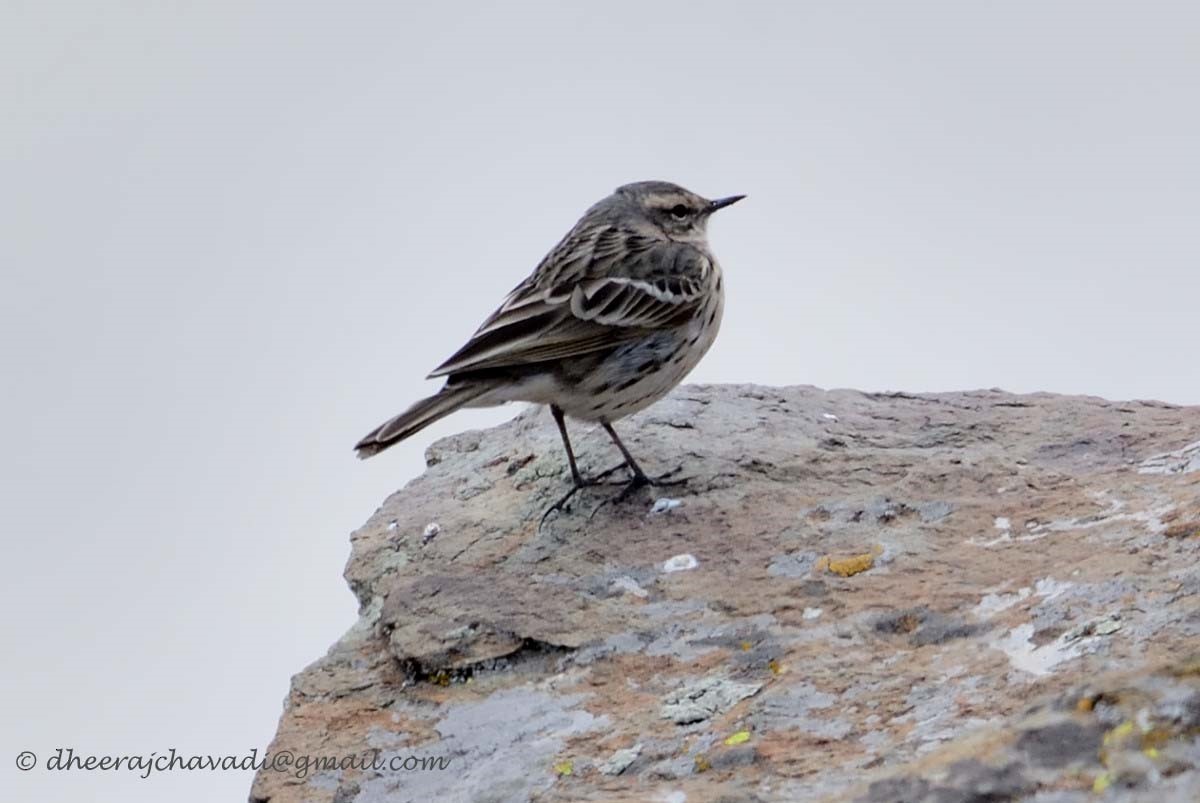 Rosy Pipit - ML66198101