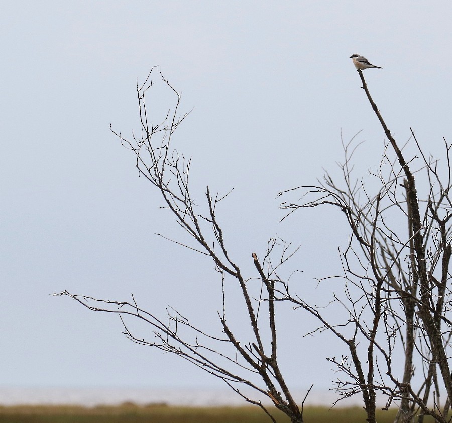 Lesser Gray Shrike - Kari Varpenius