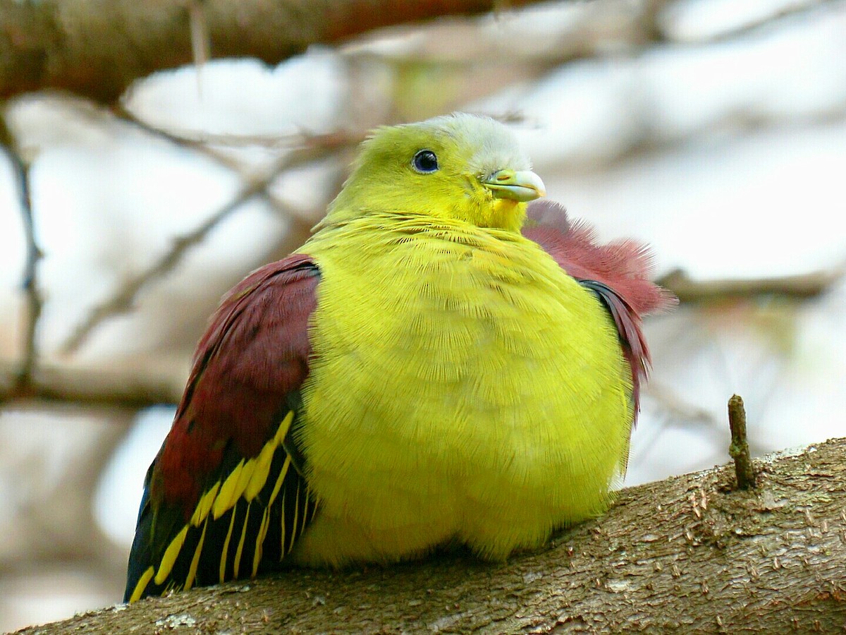 Gray-fronted Green-Pigeon - ML66198391