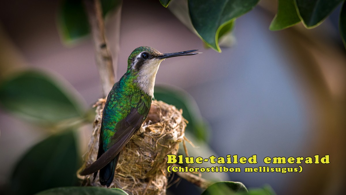 Blue-tailed Emerald - ML66198411