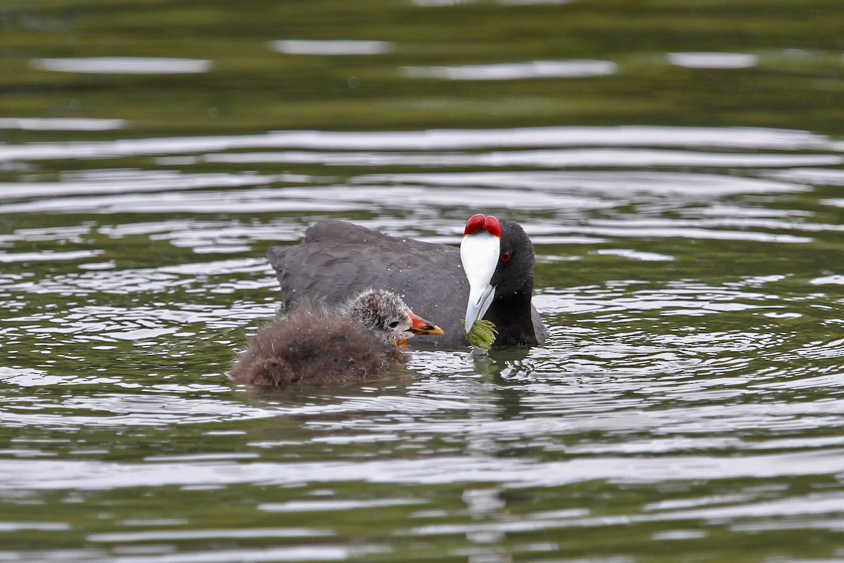 Red-knobbed Coot - ML66198461
