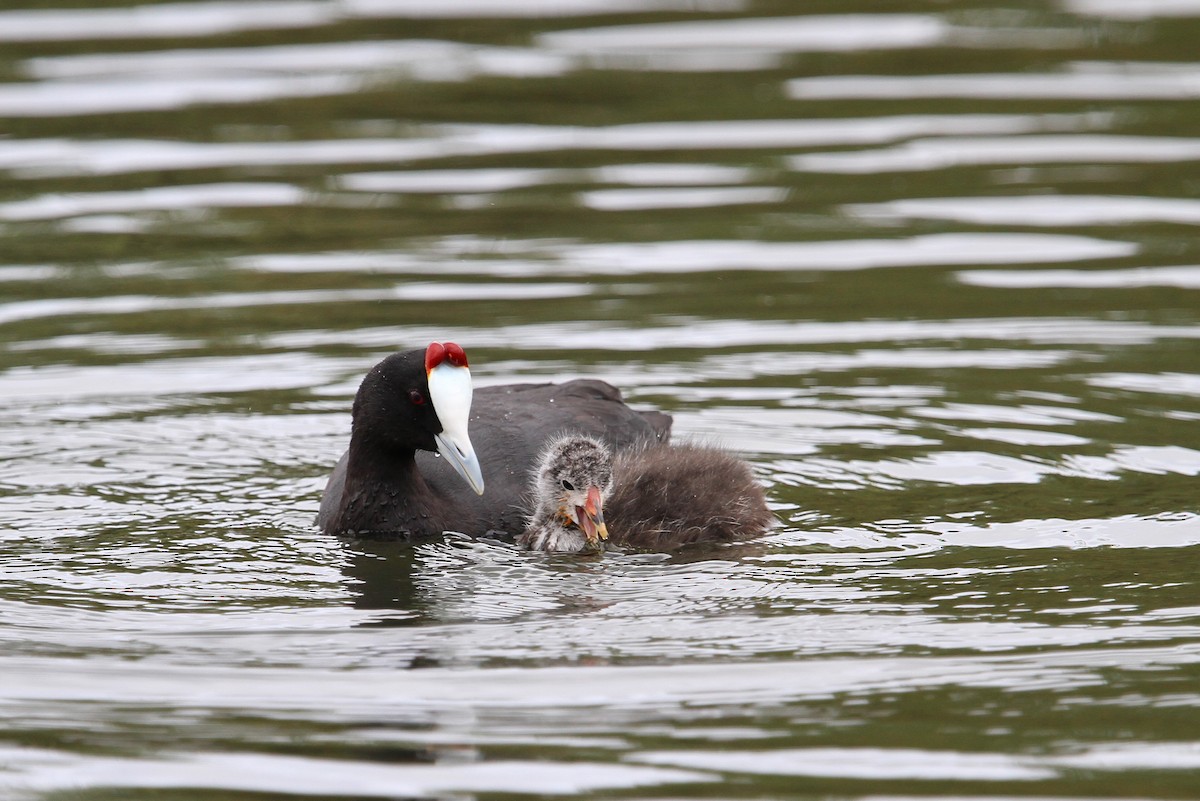 Red-knobbed Coot - Christoph Moning