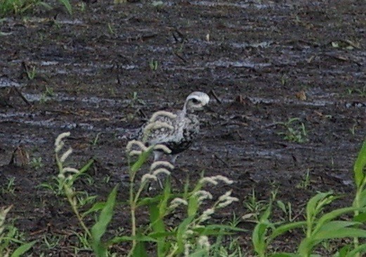 Black-bellied Plover - Bill Purcell