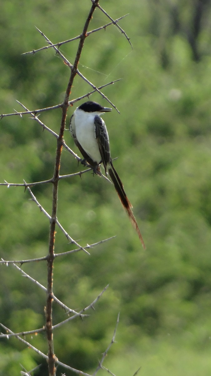 Fork-tailed Flycatcher - Aurelio Molina Hernández