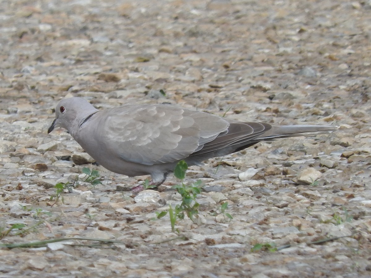 Eurasian Collared-Dove - ML66203911