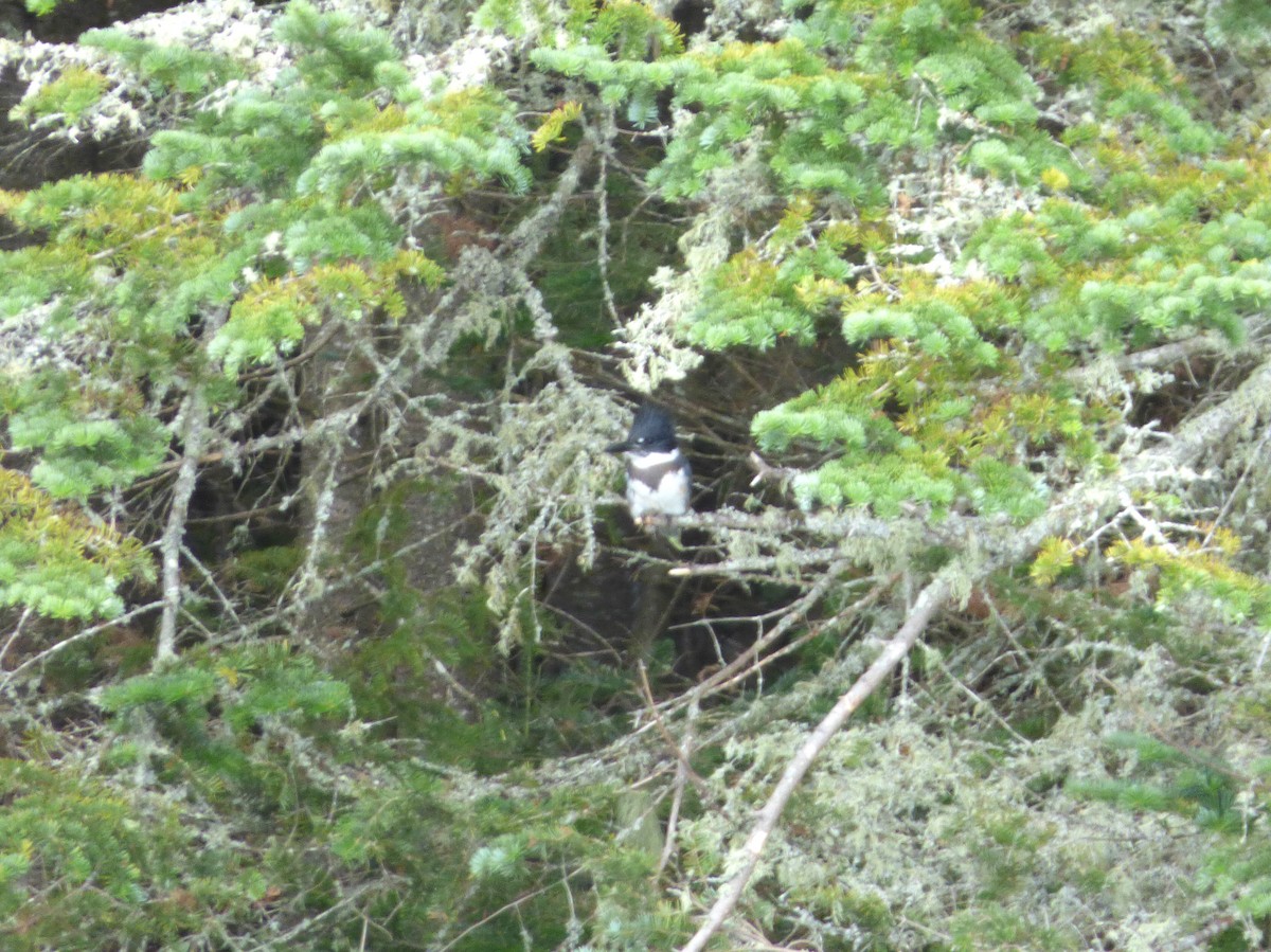 Belted Kingfisher - ML66204611