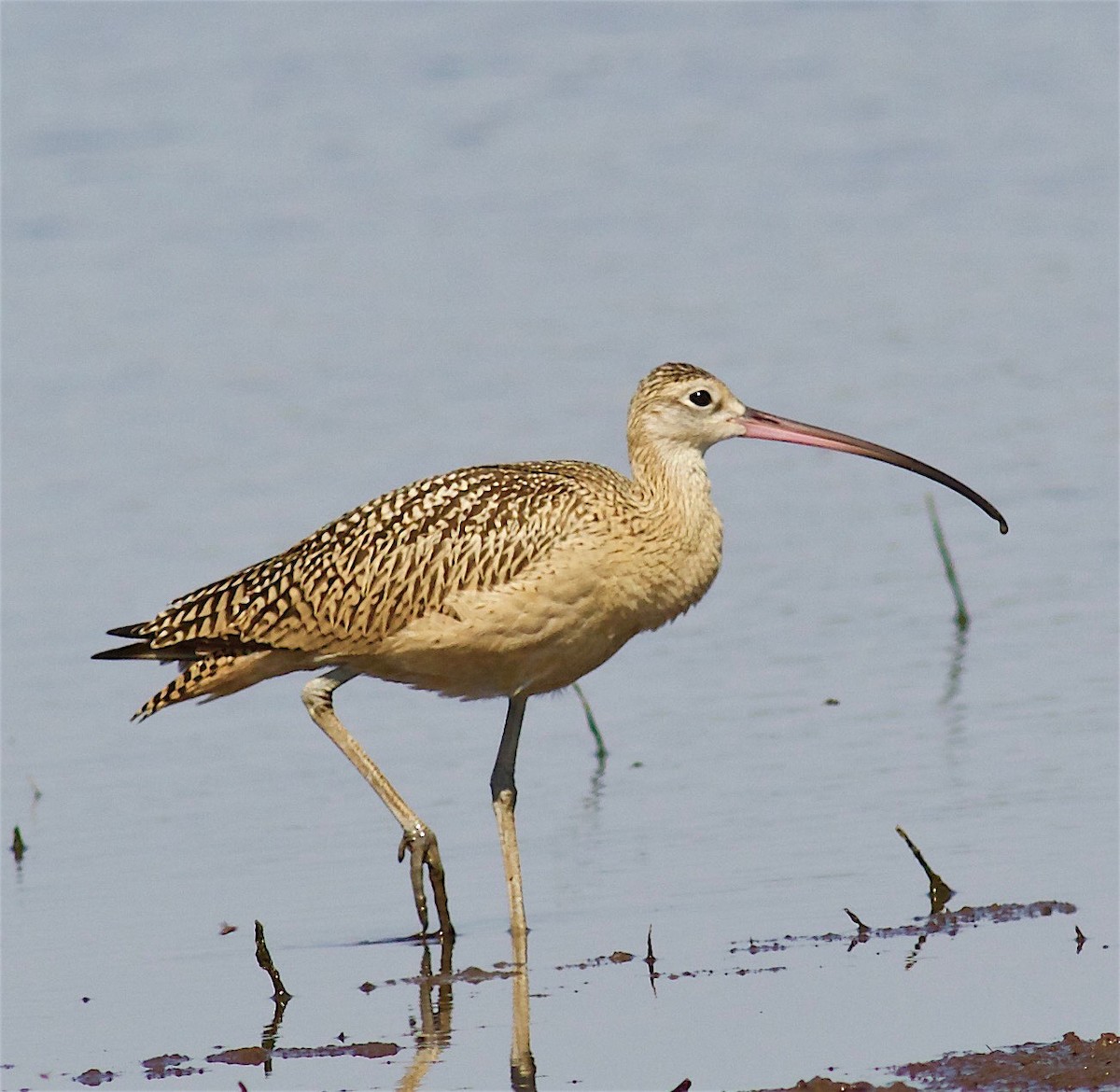 Long-billed Curlew - Kathryn Keith