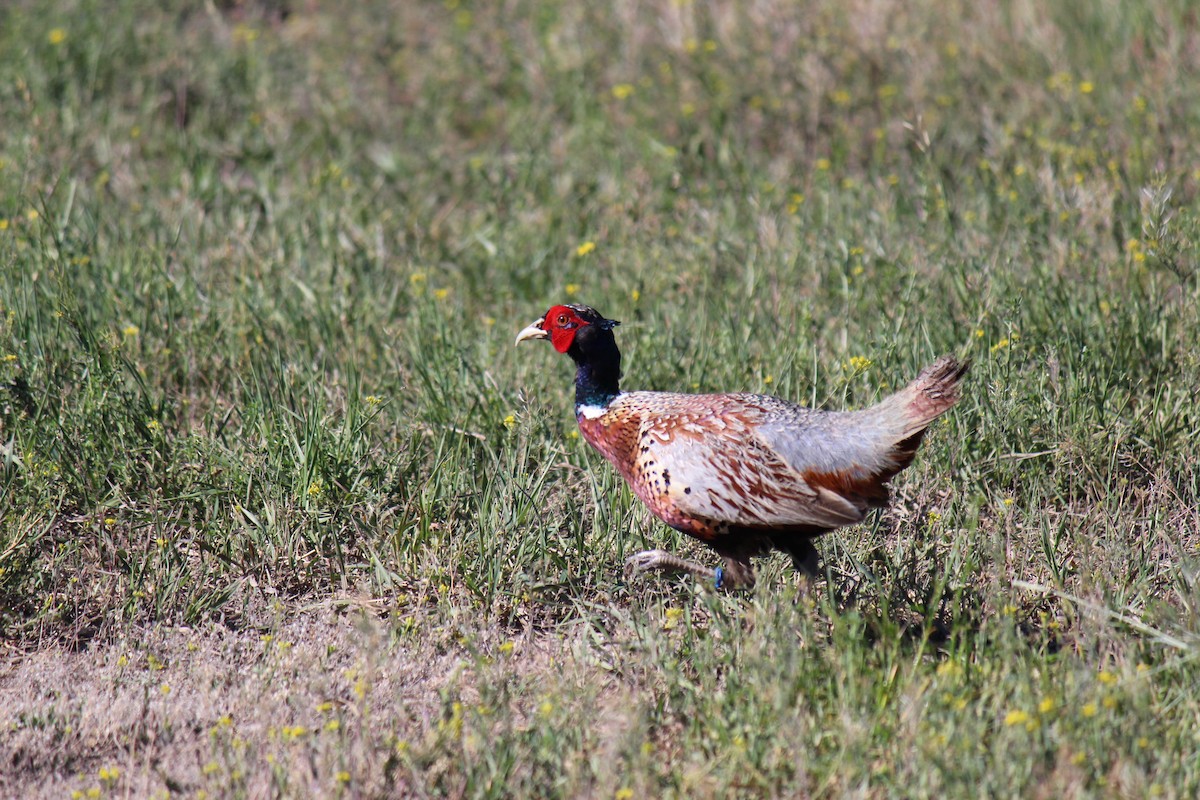 Ring-necked Pheasant - ML66205471